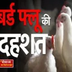 गोरखपुर के पांच इलाकों के मुर्गों में बर्ड फ्लू की पुष्टि, 21 दिन बंद रहेंगी चिकन शॉप