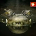 मछली के चक्कर में जान पर बन आई, बुजुर्ग पर मगरमच्छ ने किया वार : महाराजगंज