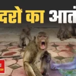 कुशीनगर: बंदर ने मां की गोद से 21 दिन की बच्ची को छीनकर किया हमला, बच्ची की हालत गंभीर