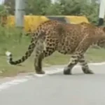 लखनऊ में तेंदुए की दहशत: उपोष्ण बागवानी संस्थान के पास दिखने के बाद वन विभाग की कॉम्बिंग तेज, 10 गांवों में दहशत