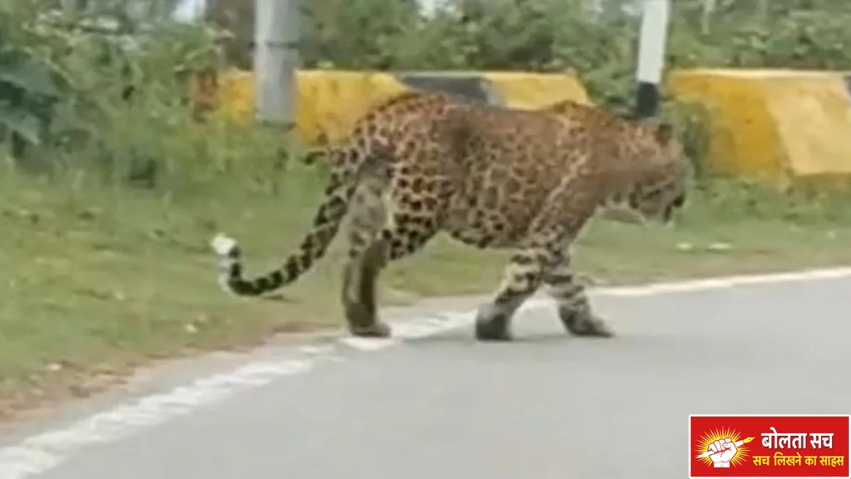Leopard terror in Lucknow