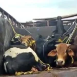 सीमावर्ती इलाकों में युवाओं का नया अपराध नेटवर्क: पशु तस्करी बन रही तेजी से मुनाफा कमाने का जरिया