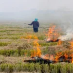 पूर्वांचल में पराली जलाने के मामलों में तीन गुना उछाल, चंदौली में पाँच साल बाद पहली बार दर्ज हुई घटनाएं