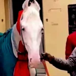 तालकटोरा कर्बला से चोरी हुआ बेशकीमती घोड़ा बरामद, उन्नाव से एक आरोपी गिरफ्तार