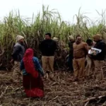 एक माह से लापता महिला की हत्या की आशंका, गन्ने के खेत से खोपड़ी और हड्डियां बरामद