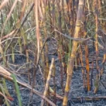 बघौचघाट : सूखे पत्ते जलाने से भड़की आग, 10 कट्ठा खड़ी गन्ने की फसल जलकर राख