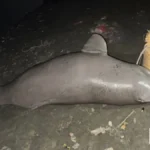 कानपुर में गंगा पुल के नीचे मिली 10 फीट लंबी मृत मछली, डाल्फिन होने पर विभागों में मतभेद