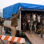 तरकुलवा: पशु तस्करी की सूचना पर पुलिस अलर्ट, डीसीएम से निकले खच्चर