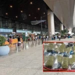 लखनऊ एयरपोर्ट पर इंटरनेशनल ड्रग तस्करी का भंडाफोड़, बैंकॉक से आए यात्री के बैग से 2.05 करोड़ का गांजा बरामद
