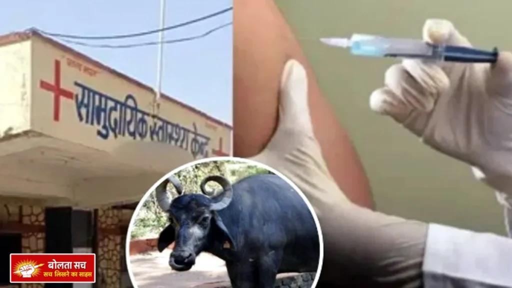Buffalo milk found infected in Gorakhpur