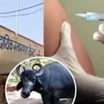 गोरखपुर में संक्रमित भैंस का दूध पीने से हड़कंप, 30 लोग पहुंचे अस्पताल—रेबीज के डर से लगवा रहे टीके