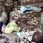 मुजफ्फरनगर में बंदर ने 3 माह की बच्ची को बनाया ‘बंधक’, डेढ़ घंटे की मशक्कत के बाद सुरक्षित रेस्क्यू