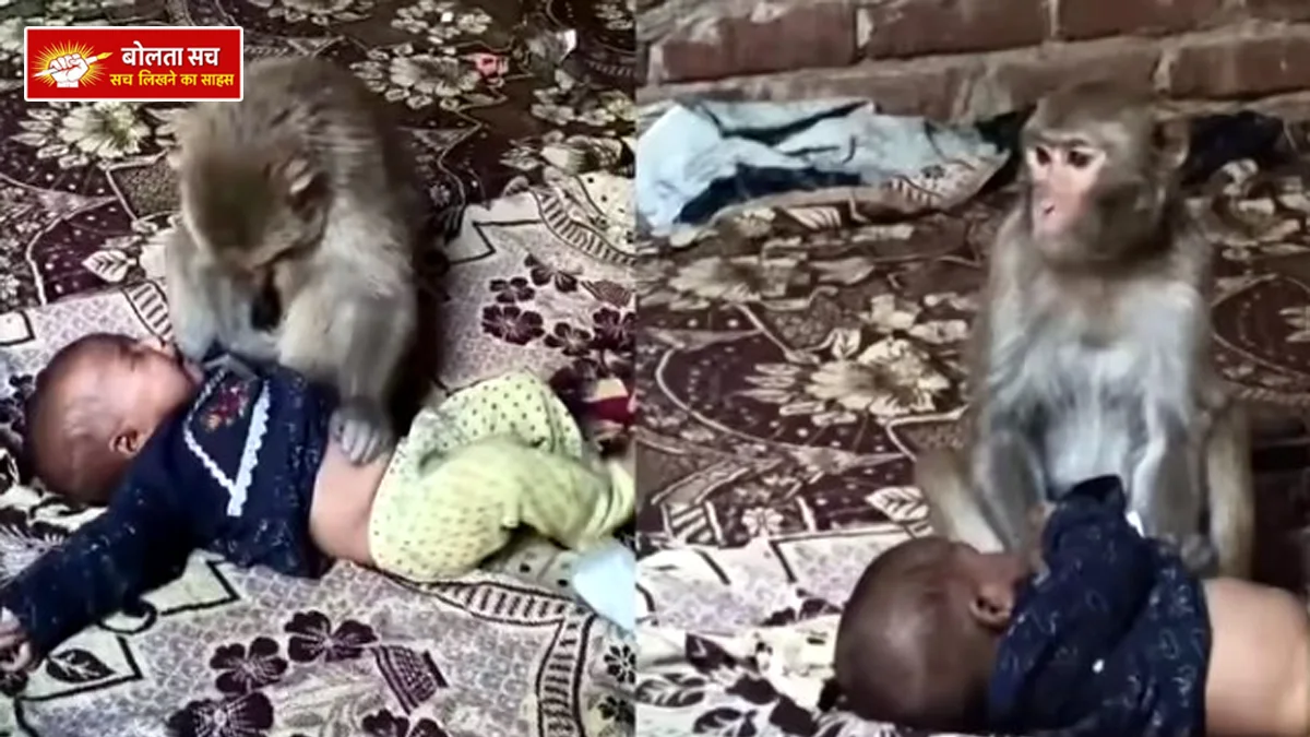 Monkey kills 3-month-old girl in Muzaffarnagar