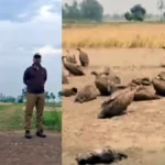 लखीमपुर खीरी में जहरीला मांस खाने से 25 गिद्धों की मौत, वन विभाग अलर्ट