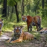 सोहगीबरवा जंगल बन रहा बाघों का नया सुरक्षित बसेरा, छोड़े गए चारों बाघ स्वस्थ और सक्रिय